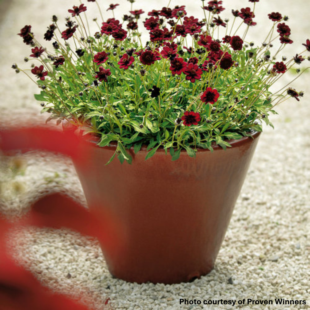 Cosmos atrosanguineus Chocamoca 1G