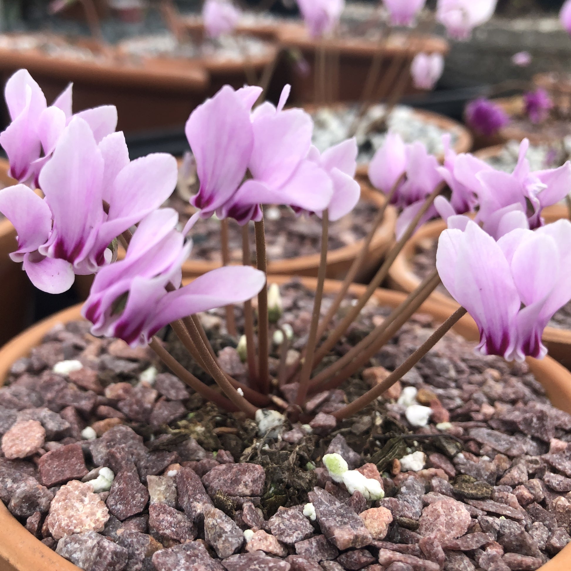 Cyclamen coum 1Q
