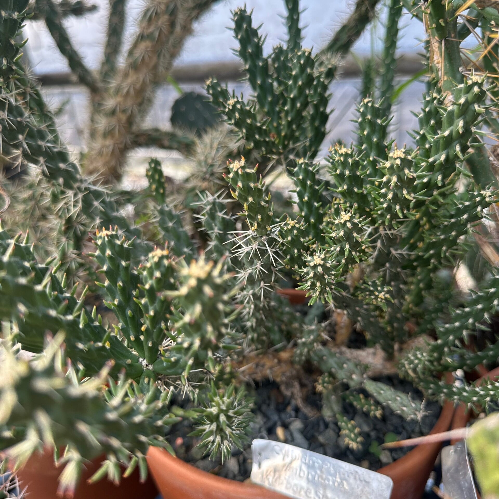 Cylindropuntia imbricata var. arborescens 1Q