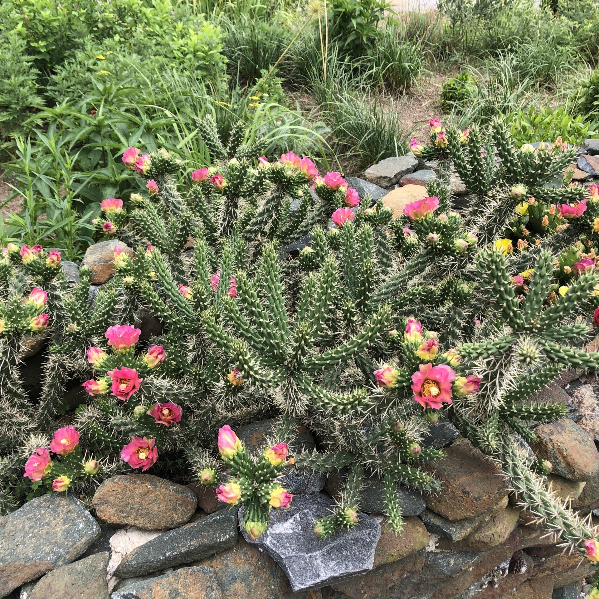 Cylindropuntia x anasaziensis BODO 1Q