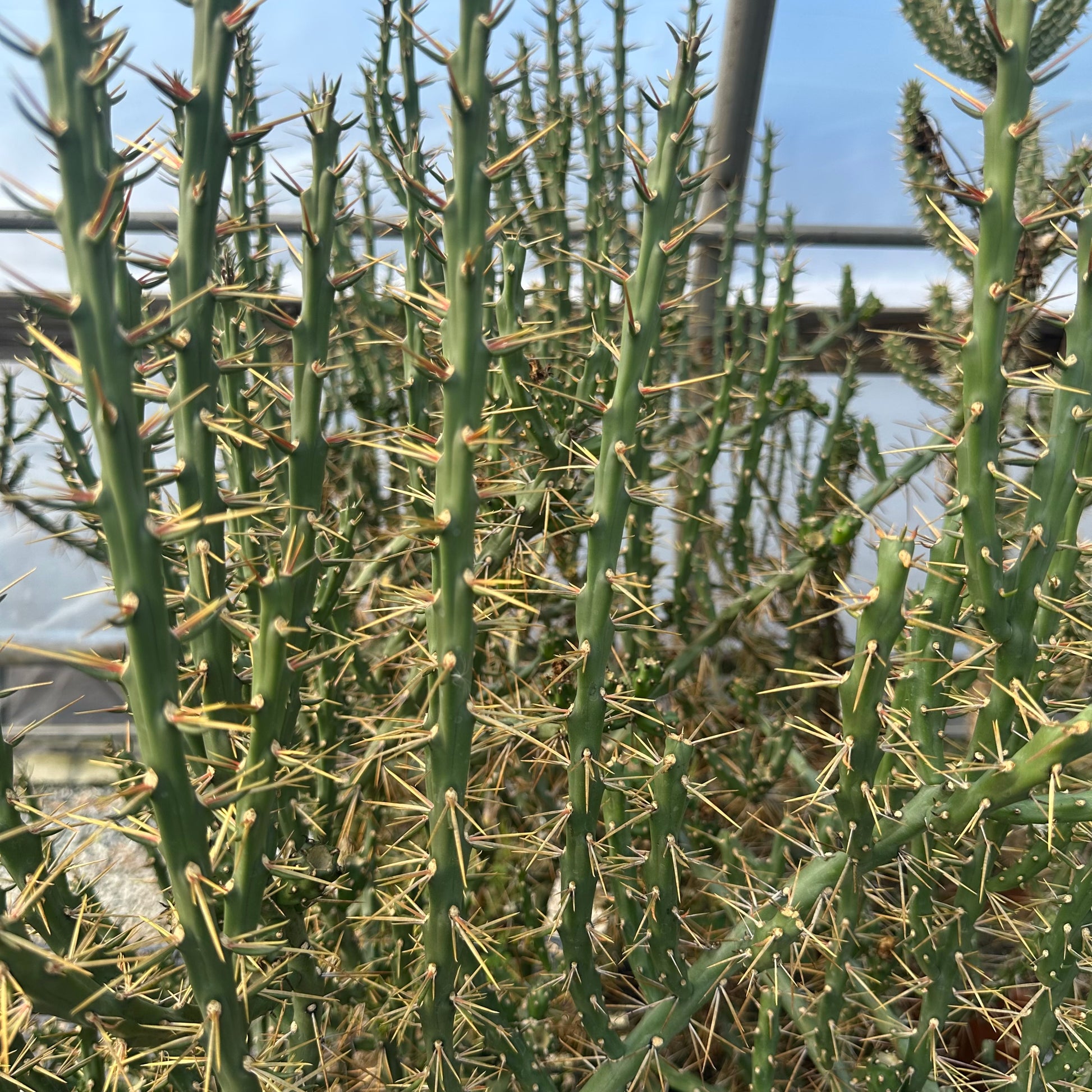 Cylindropuntia kleiniae 1Q