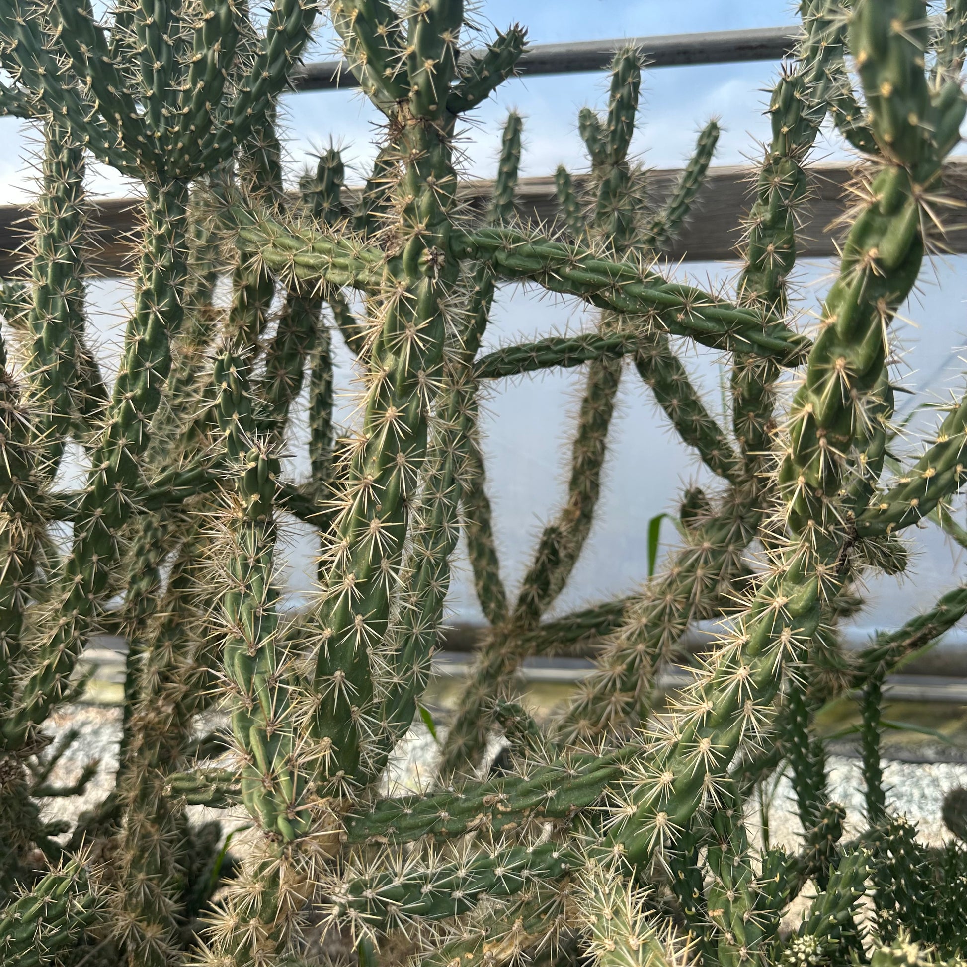 Cylindropuntia whipplei 1Q
