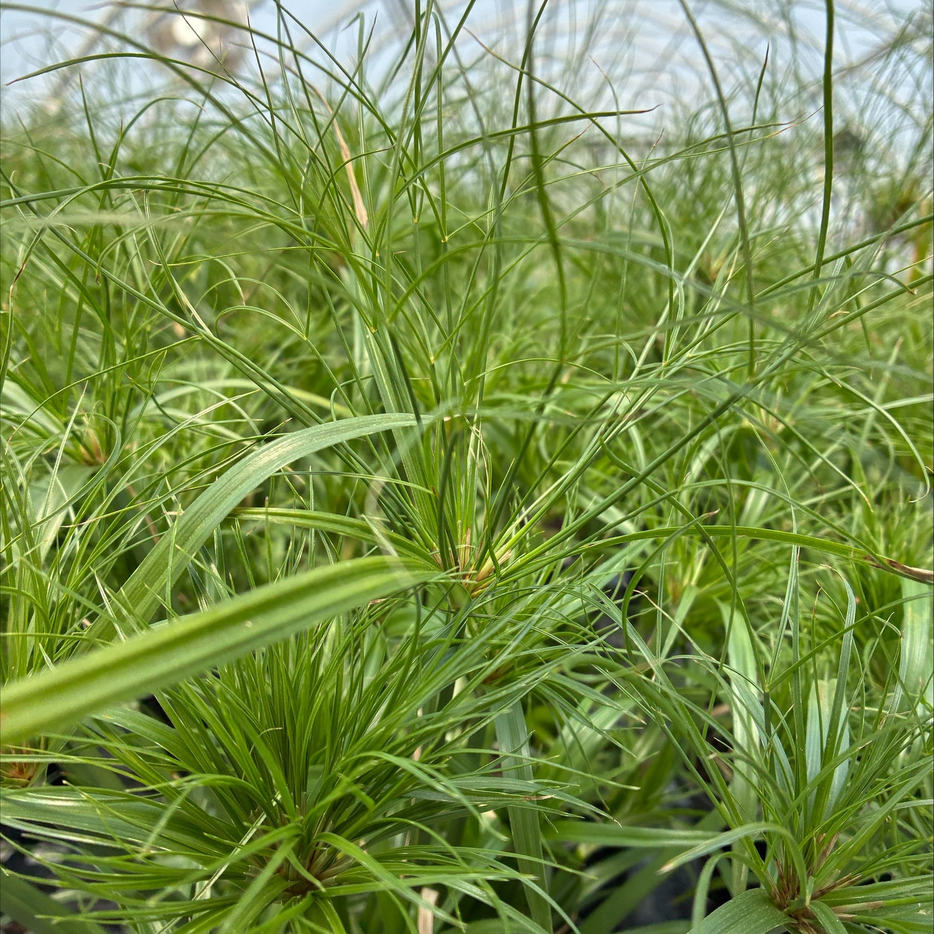 Cyperus papyrus 1G