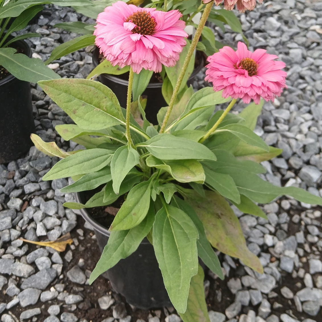 Echinacea Sunseekers Pink Grapefruit 1G