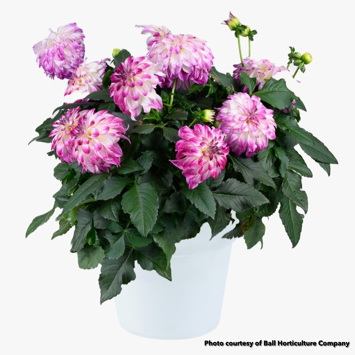 Dahlia Darlin Abstract Fuchsia 1Q