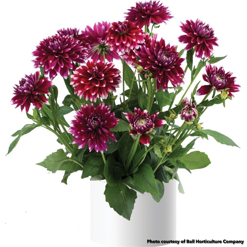 Dahlia Darlin Burgundy Lace 1Q