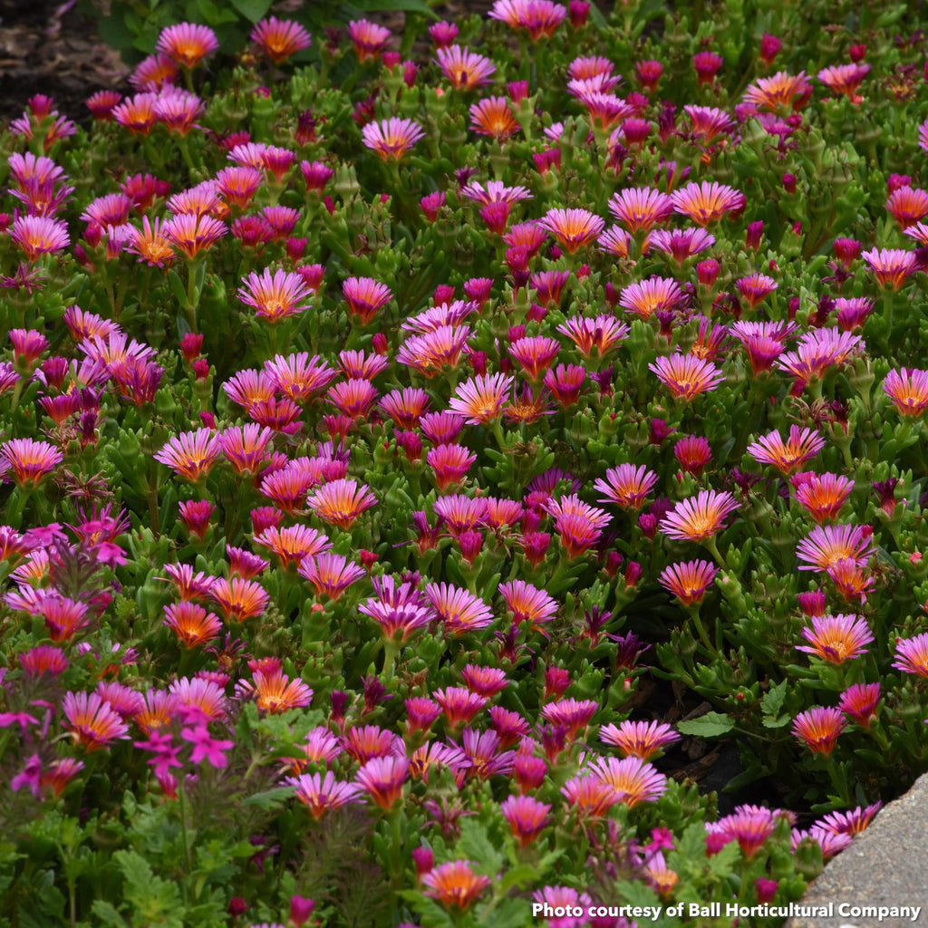 Delosperma Ocean Sunset Orange Glow 1Q