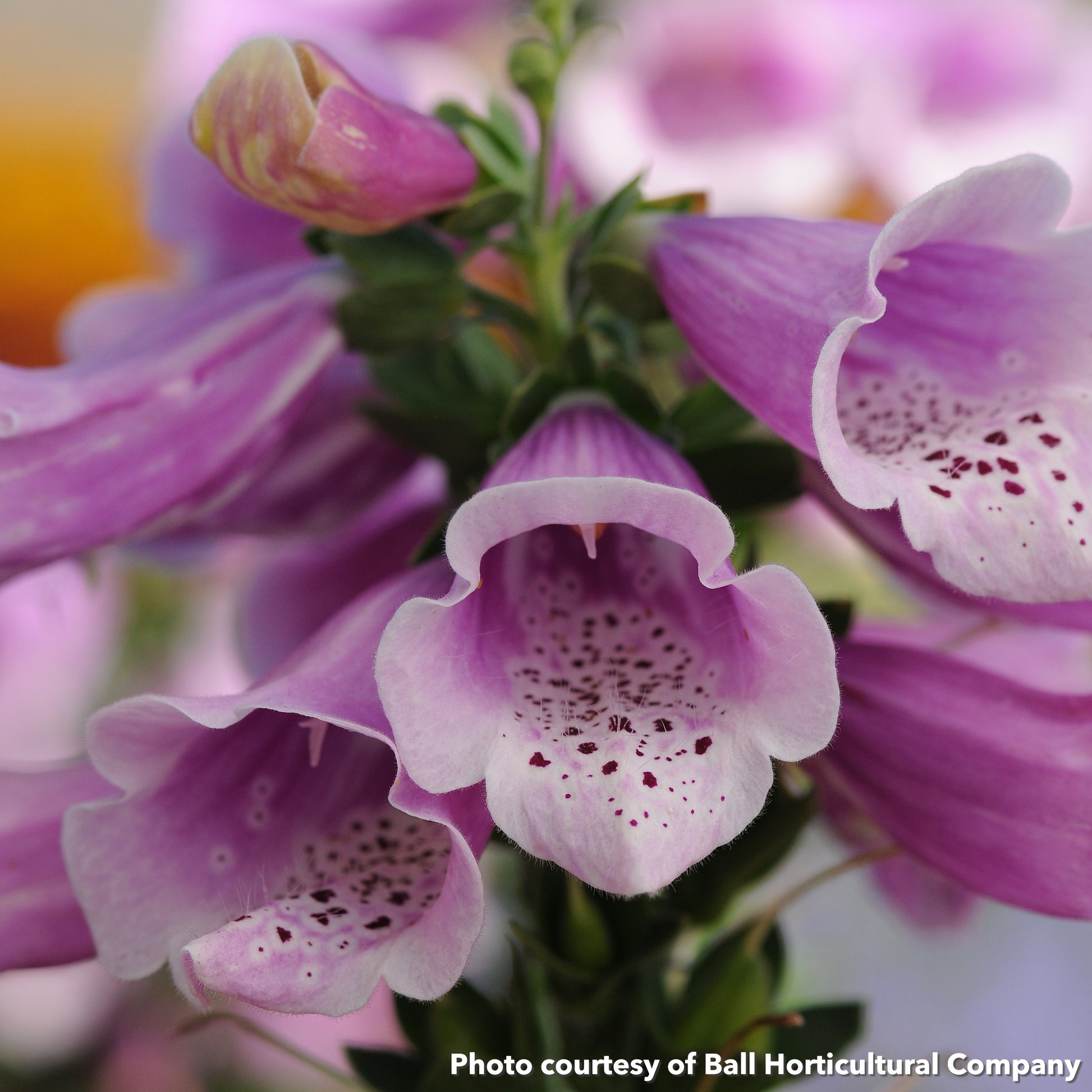 Digitalis purpurea Dalmatian Rose 1G