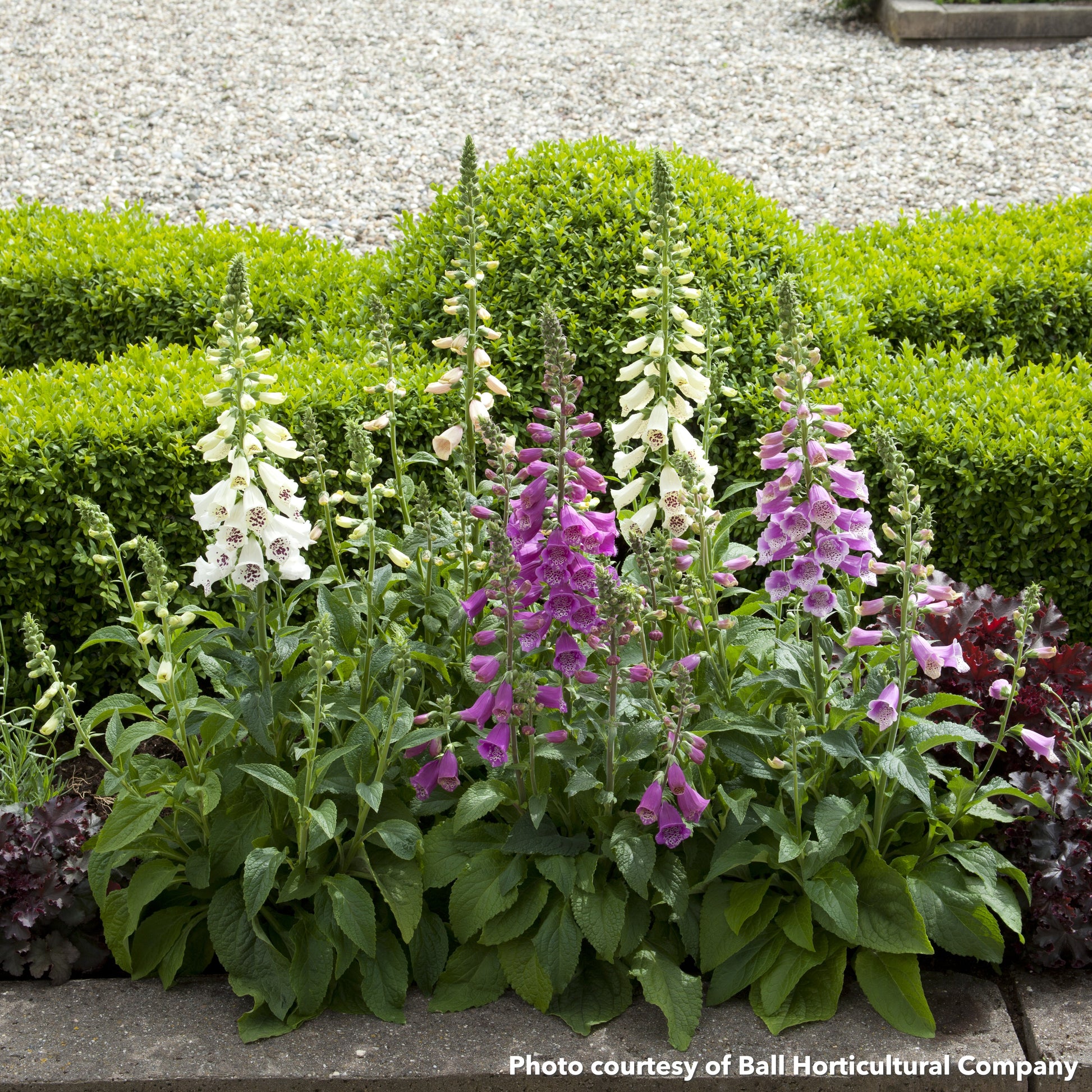 Digitalis purpurea Dalmatian Rose 1G
