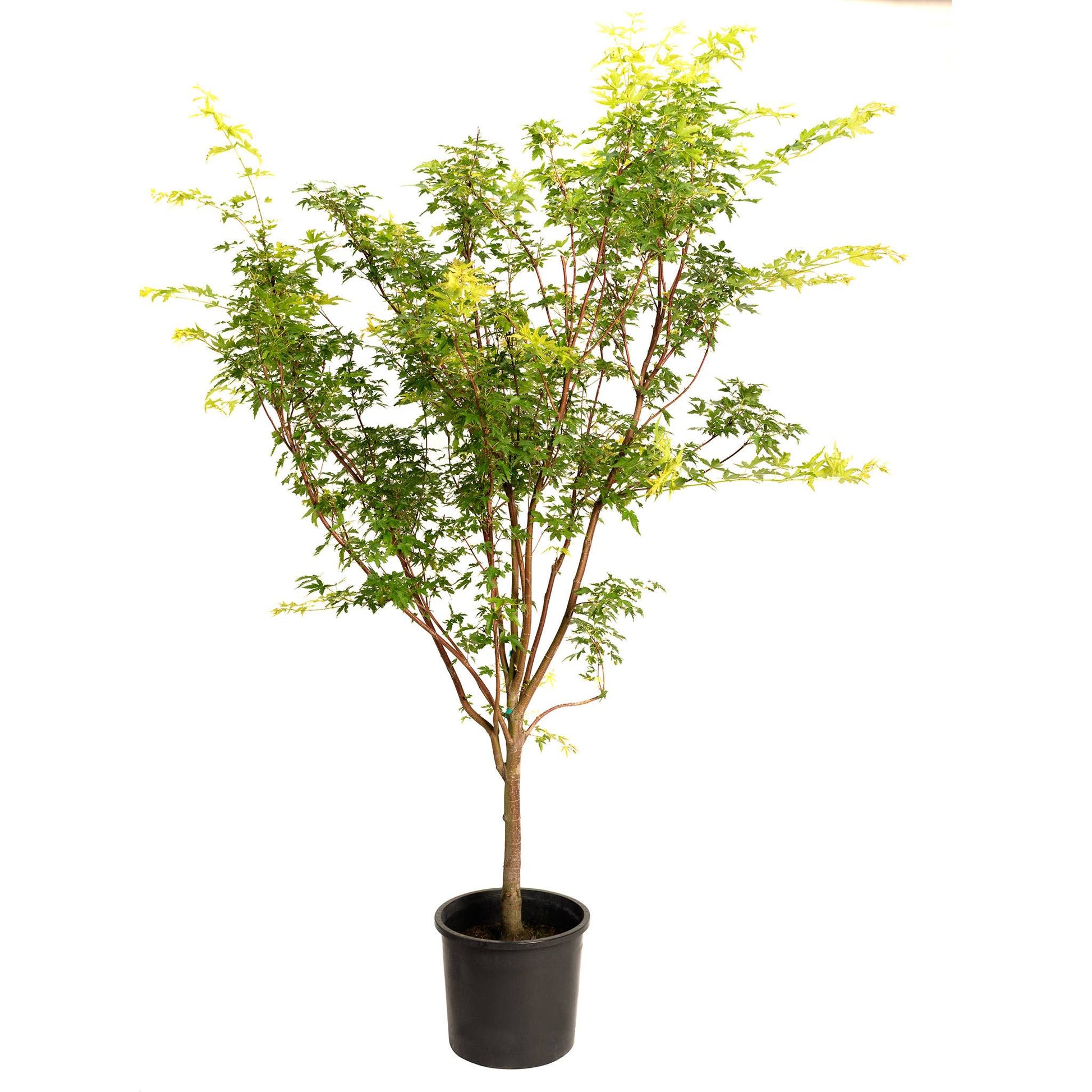 Coral Bark Japanese Maple Tree