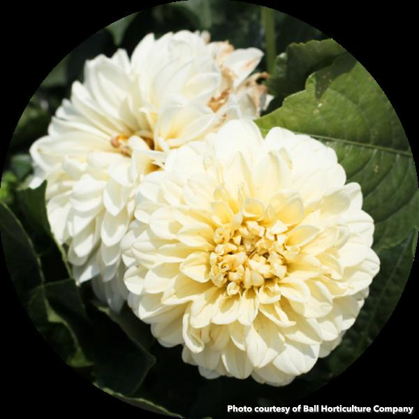 Dahlia Cherie Vanilla 1Q