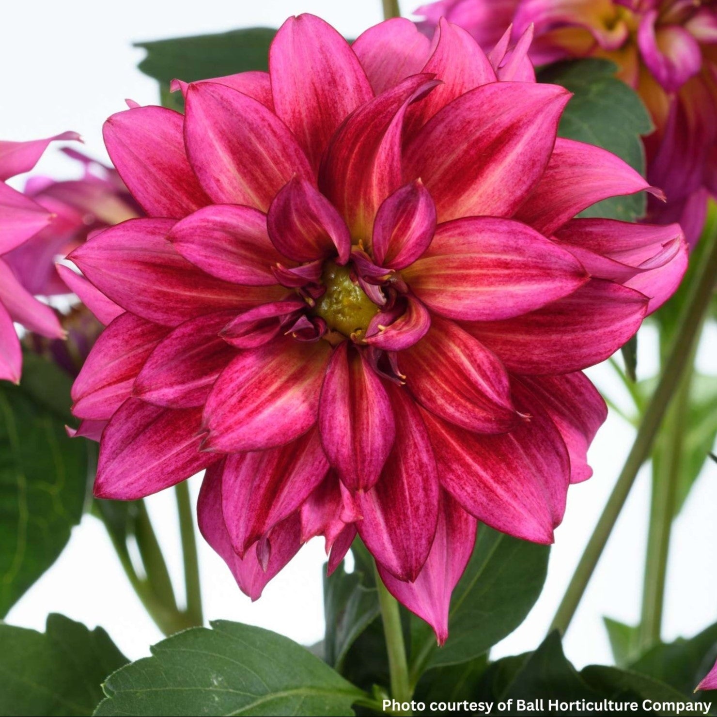 Dahlia Darlin Radiant Pink 1Q