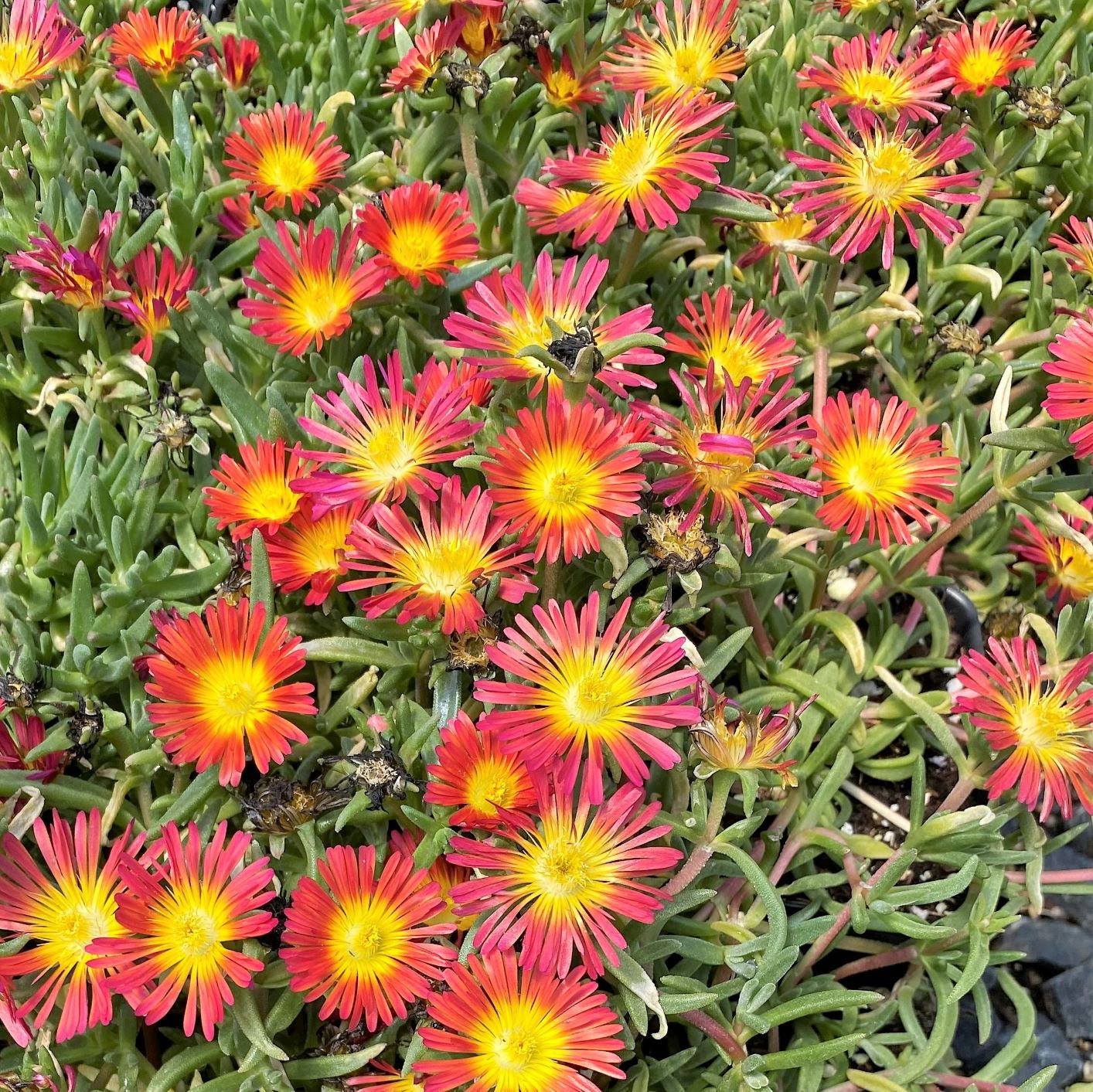 Delosperma cooperi Fire Wonder 1Q