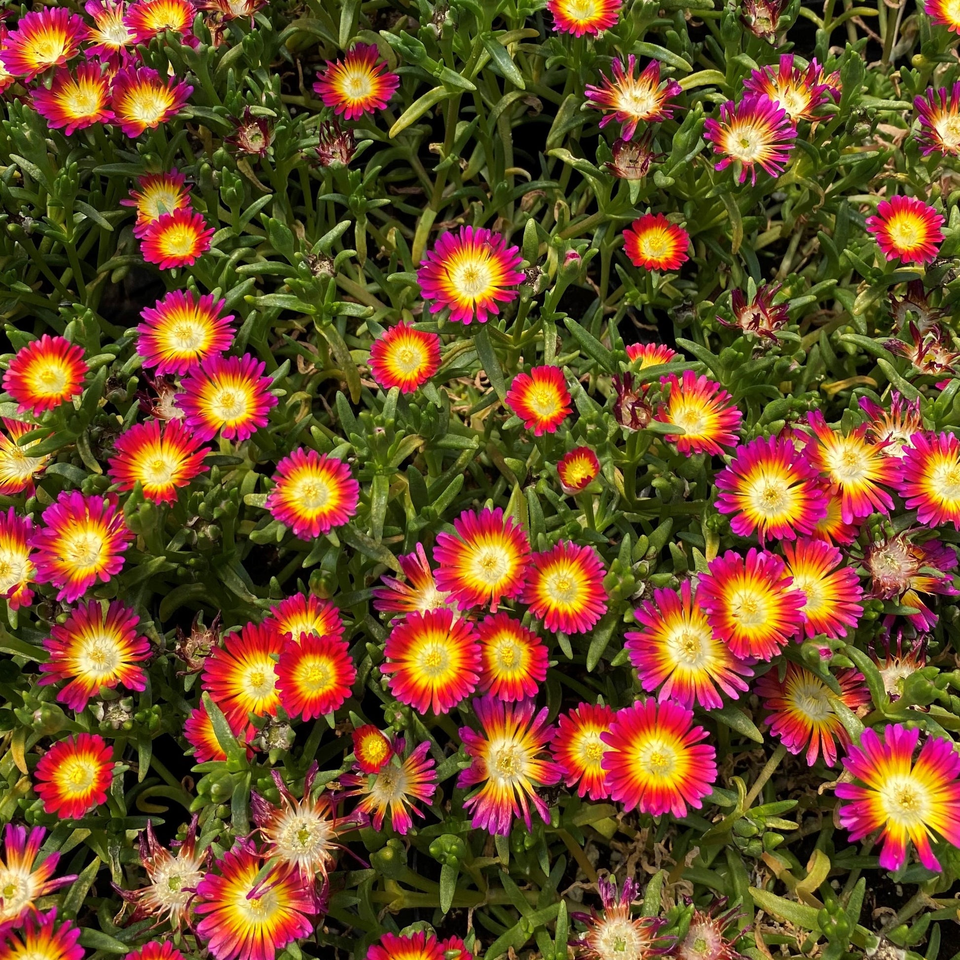 Delosperma cooperi Hot Pink Wonder 1Q