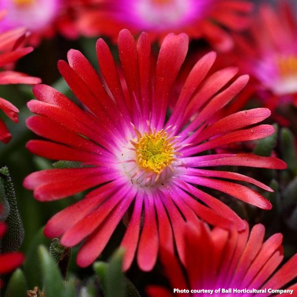 Delosperma Jewel of Desert Garnet 3.25"
