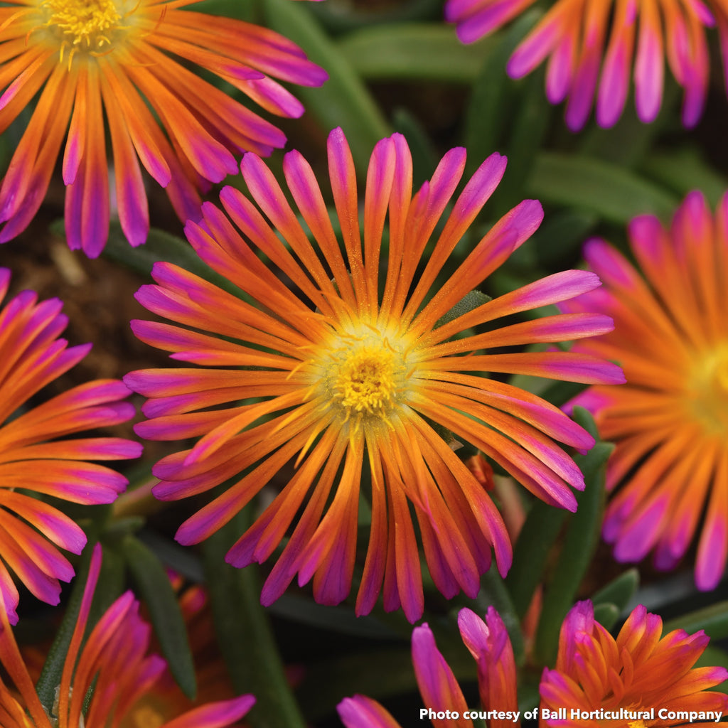 Delosperma Ocean Sunset Orange Glow 1Q