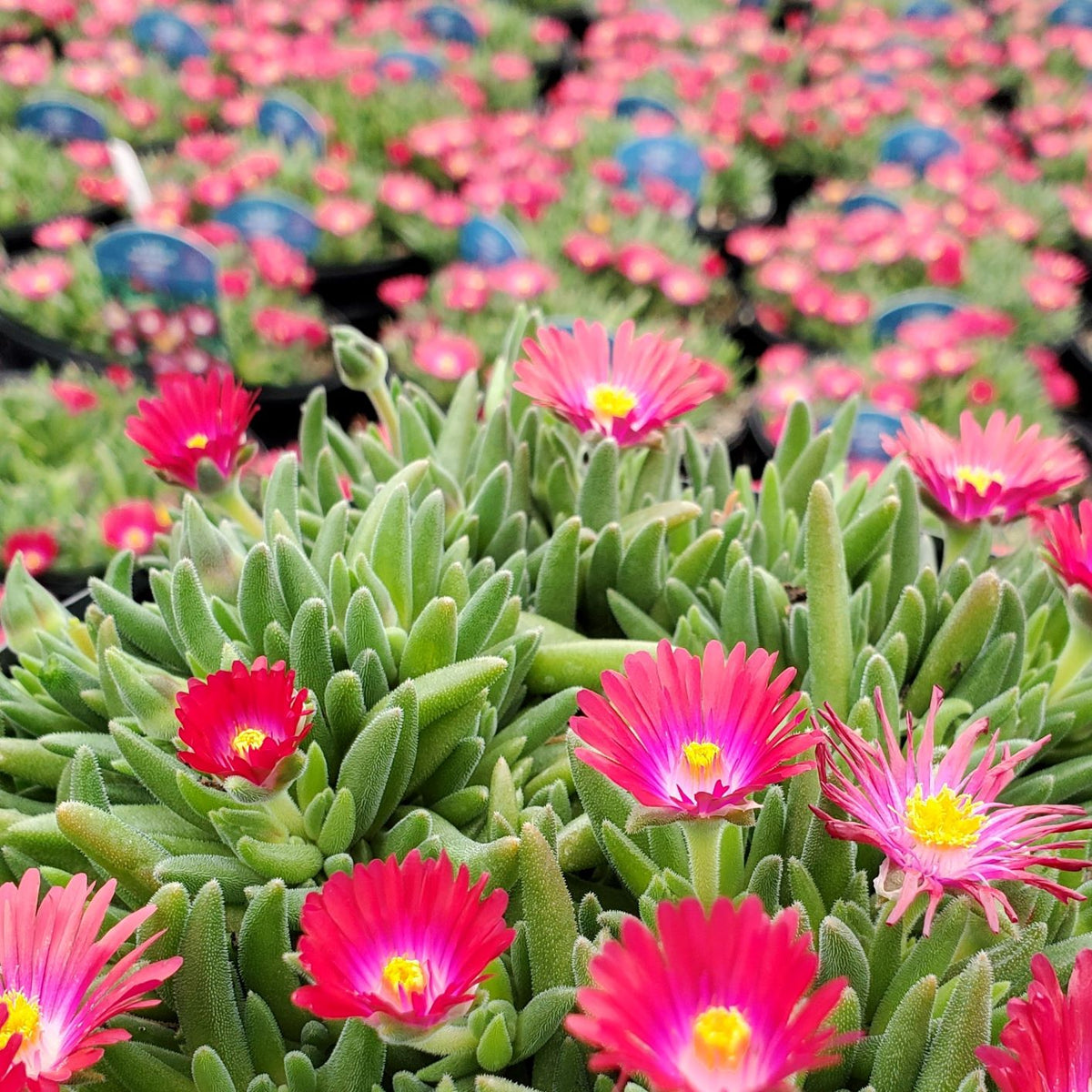 Delosperma Jewel of Desert Garnet 3.25"