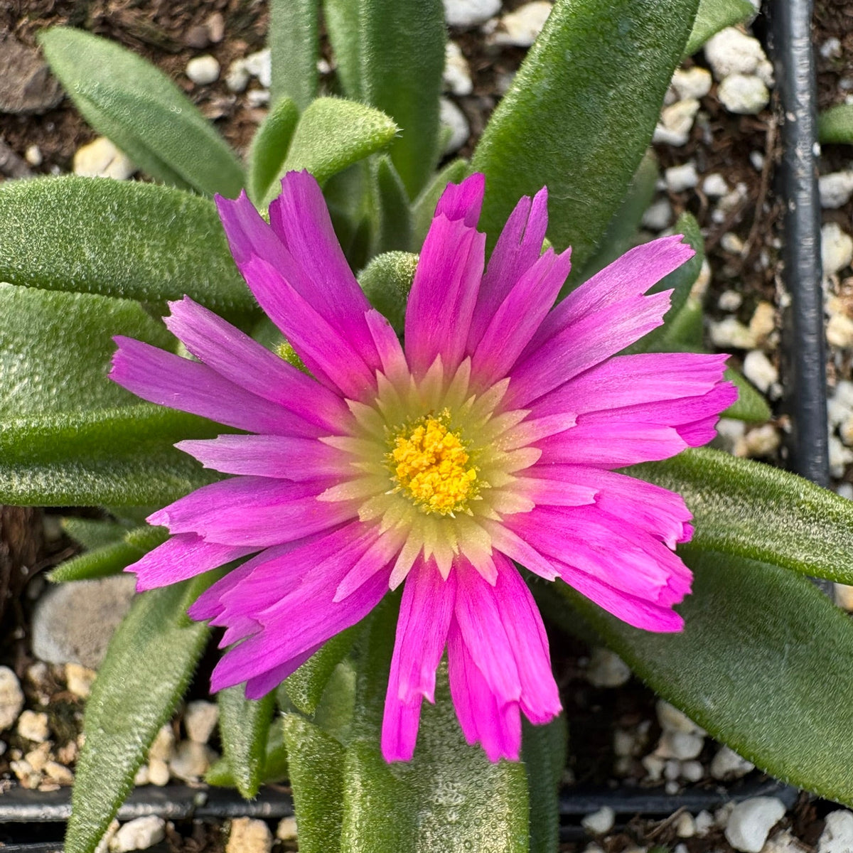 Delosperma sutherlandii 3.25"