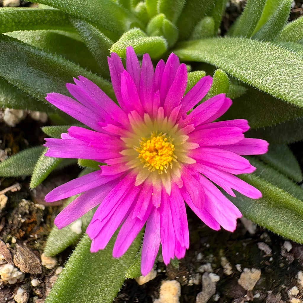 Delosperma sutherlandii 1Q