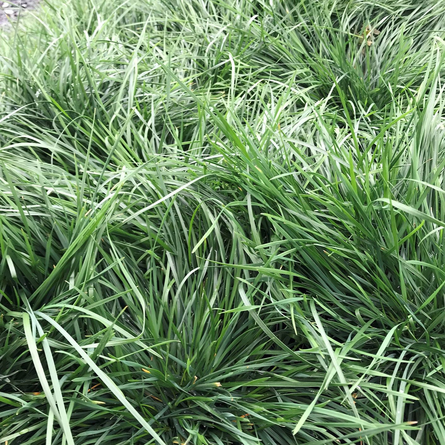 Deschampsia cespitosa Goldtau 1G