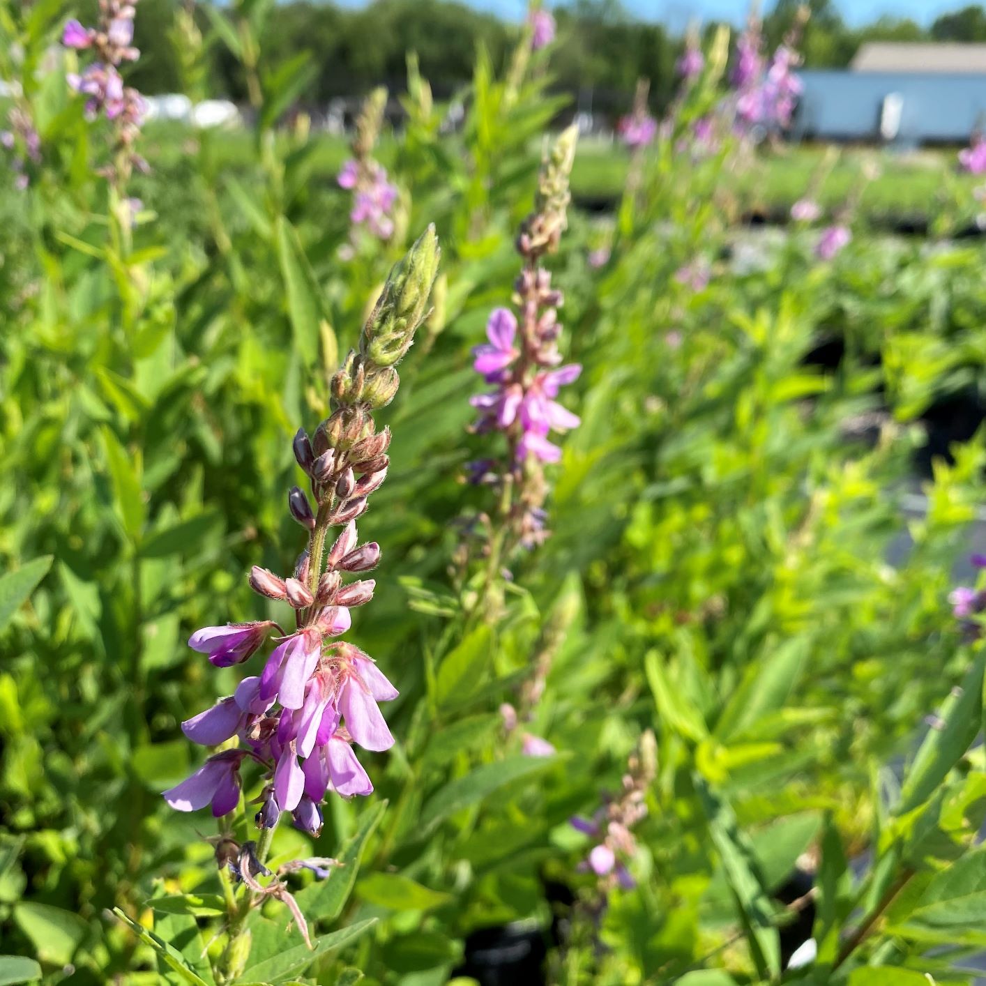 Desmodium canadense DP50