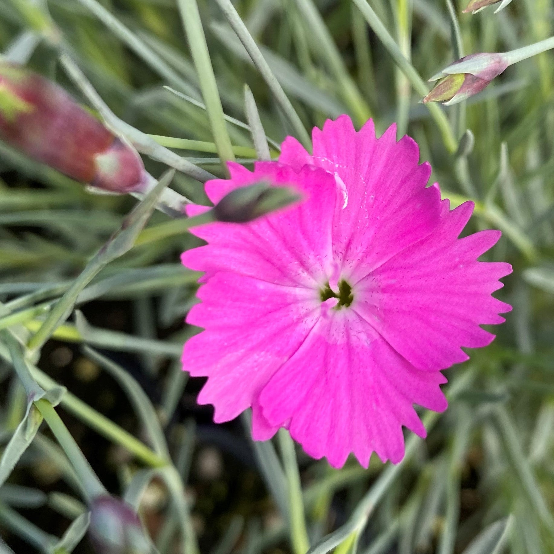 Dianthus gratianopolitanus Firewitch 1Q