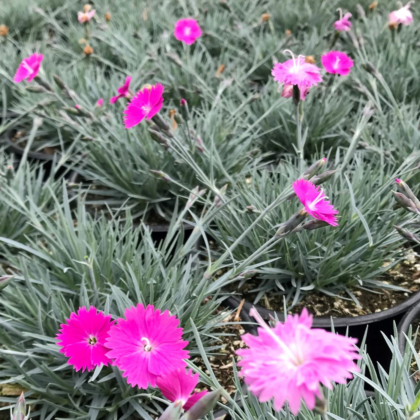 Dianthus gratianopolitanus Firewitch 1Q