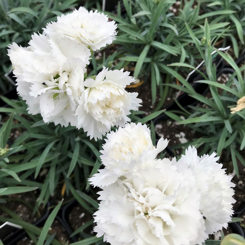 Dianthus x Early Bird Frosty 1Q