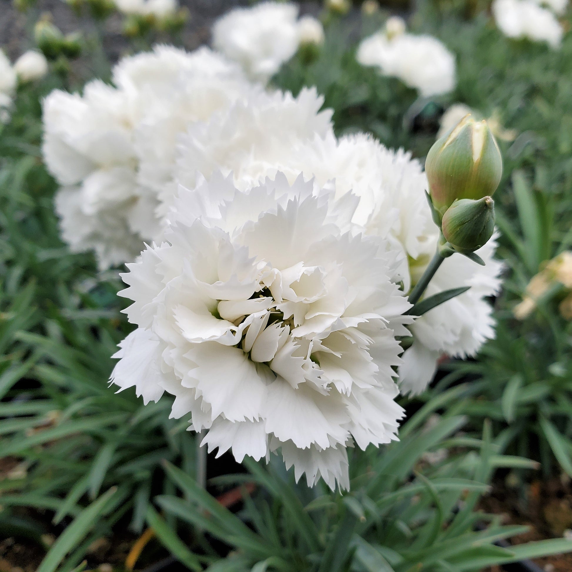 Dianthus x Early Bird Frosty 1Q