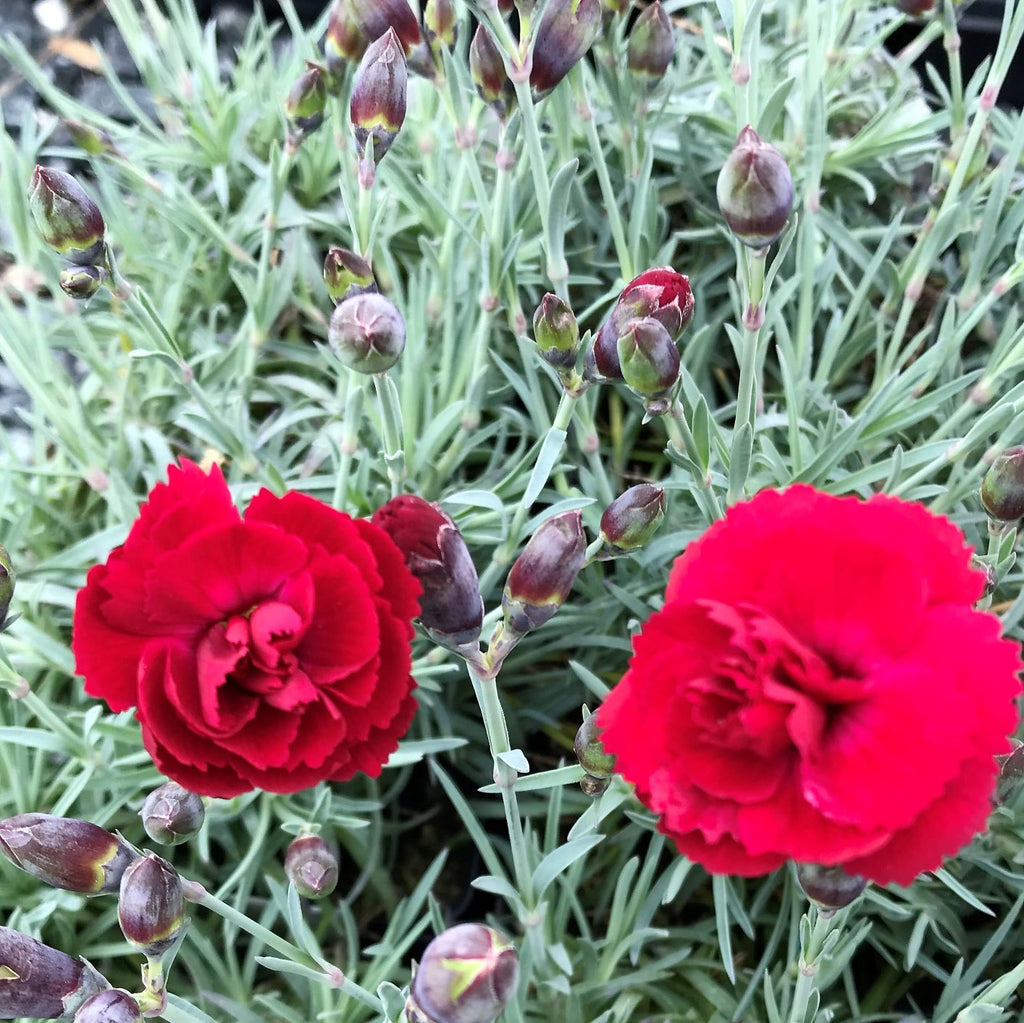 Dianthus x Early Bird Radiance 1Q