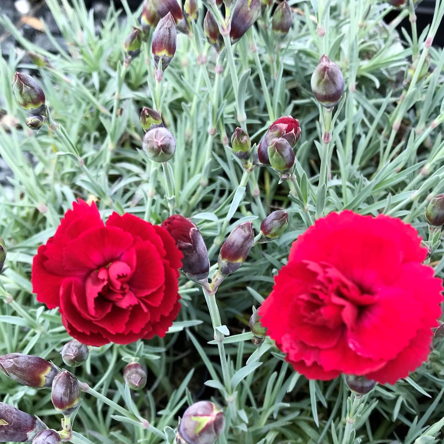 Dianthus x Early Bird Radiance 1Q