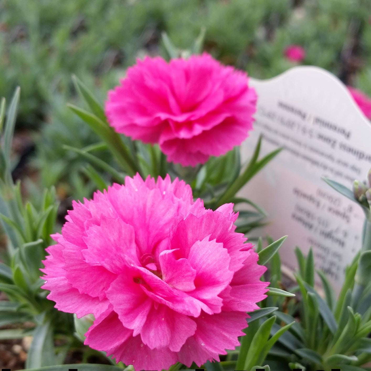 Dianthus x Early Bird Sherbert 1Q