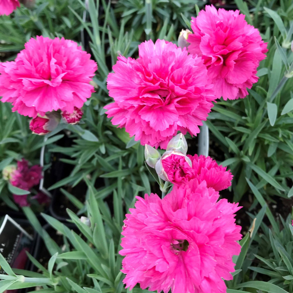 Dianthus x Early Bird Sherbert 1Q