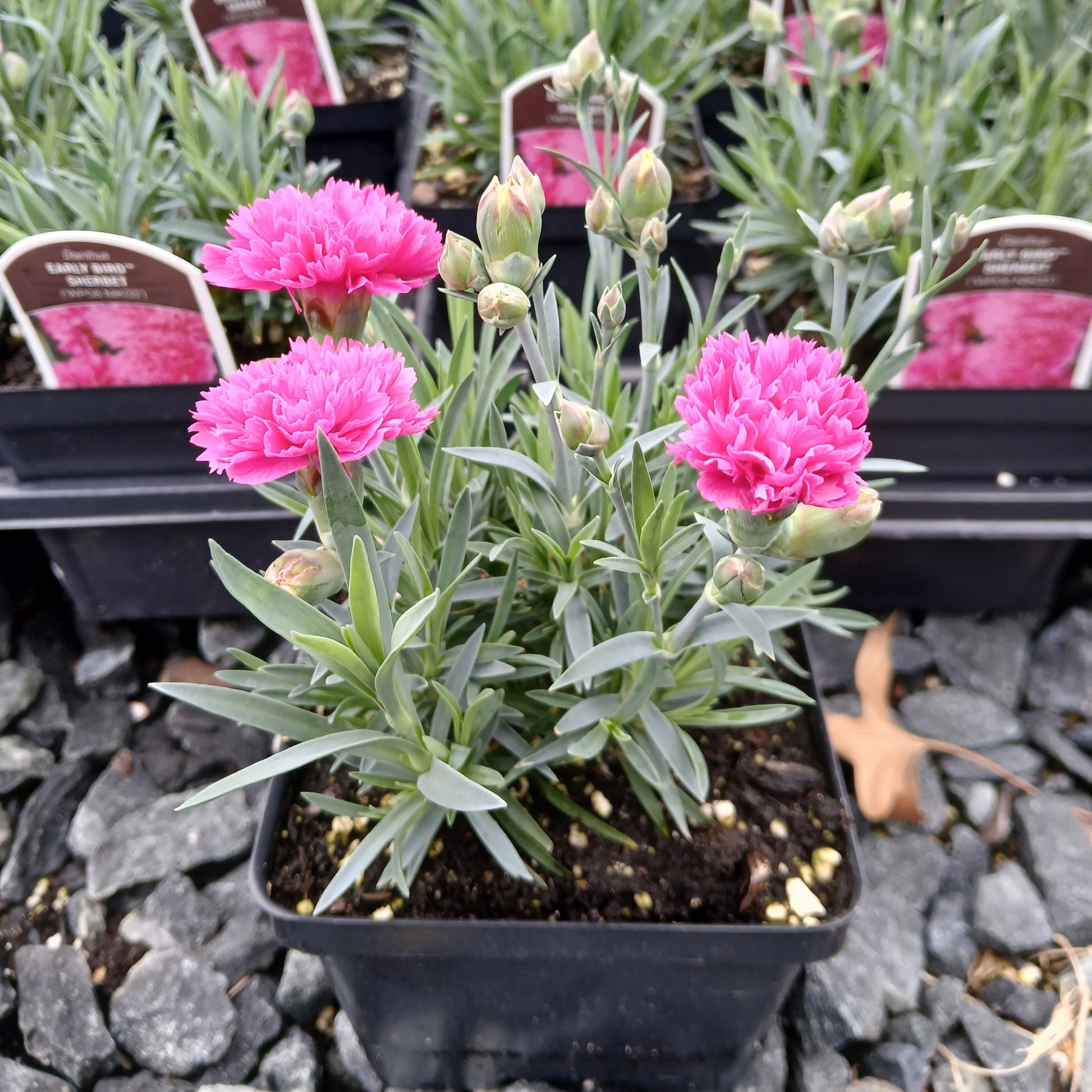 Dianthus x Early Bird Sherbert 1Q