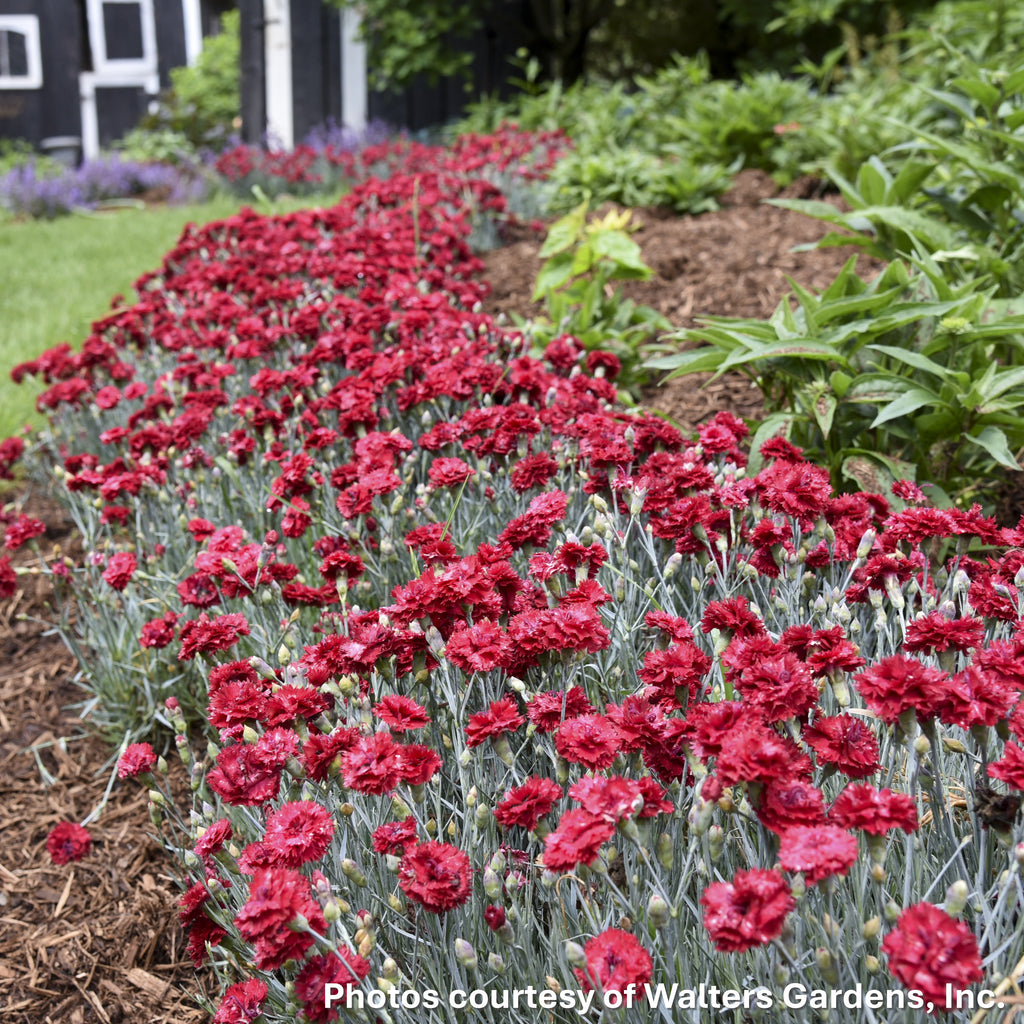 Dianthus x Fruit Punch® Maraschino 1G