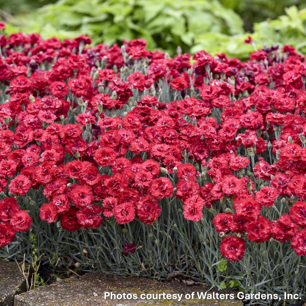 Dianthus x Fruit Punch® Maraschino 1G