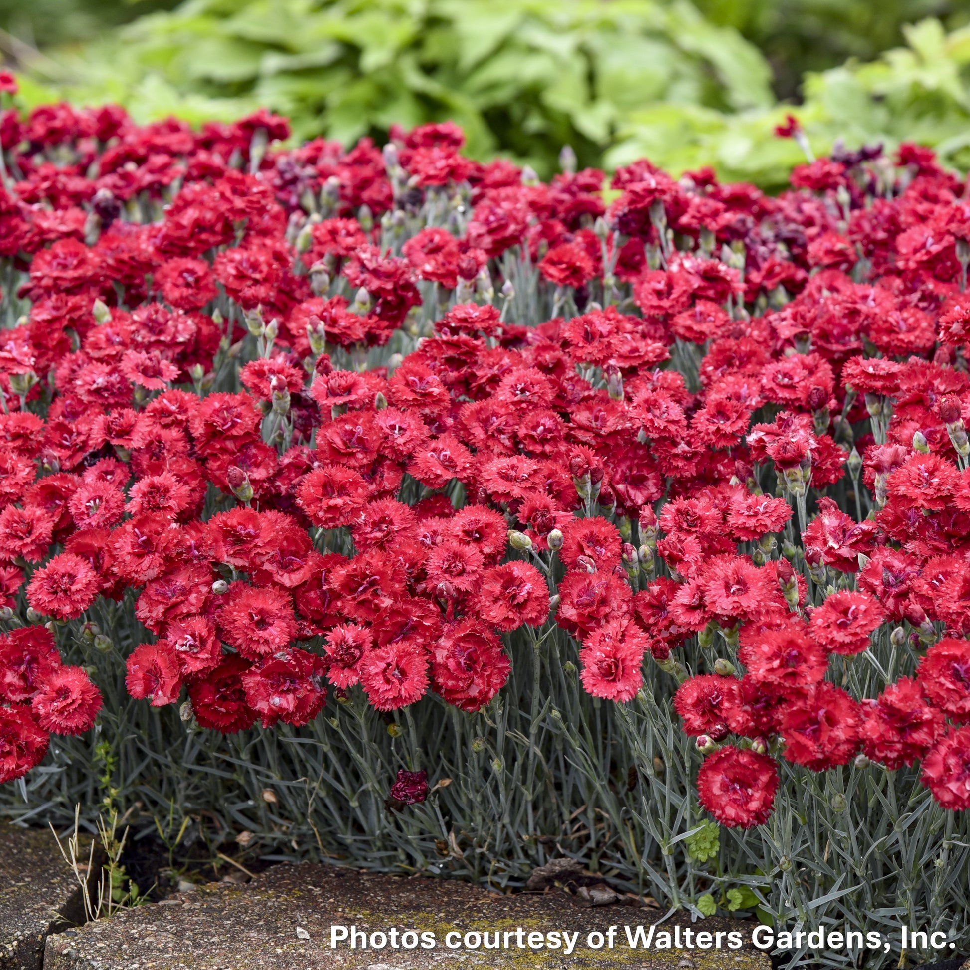 Dianthus x Fruit Punch® Maraschino 1G