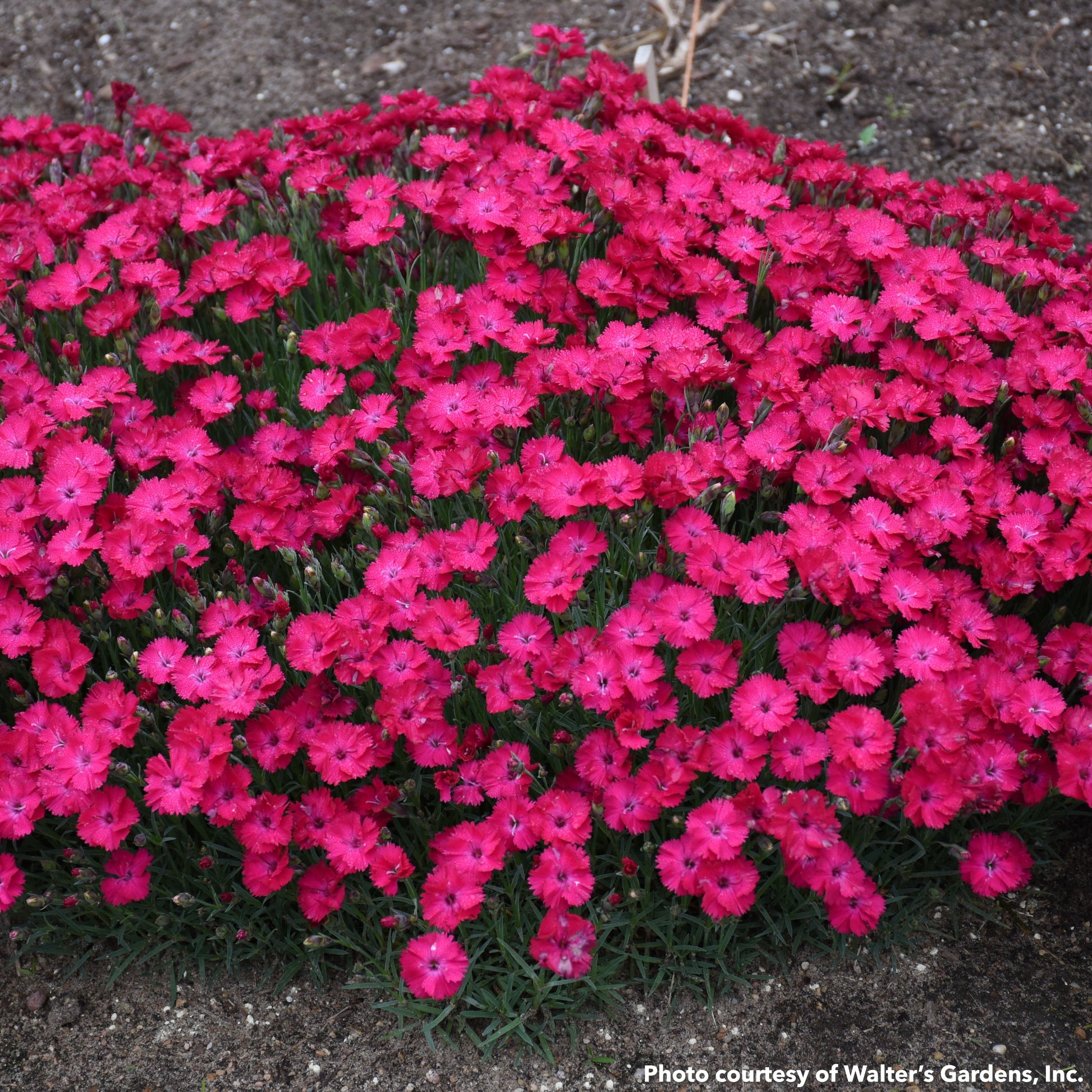 Dianthus x Paint the Town Red 1G