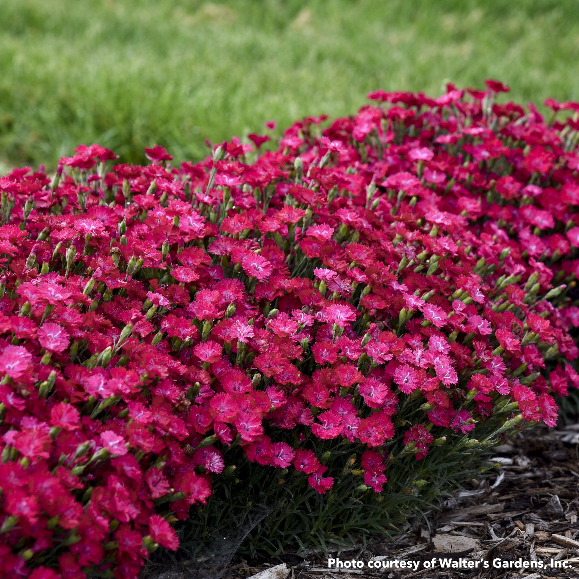 Dianthus x Paint the Town Red 1G