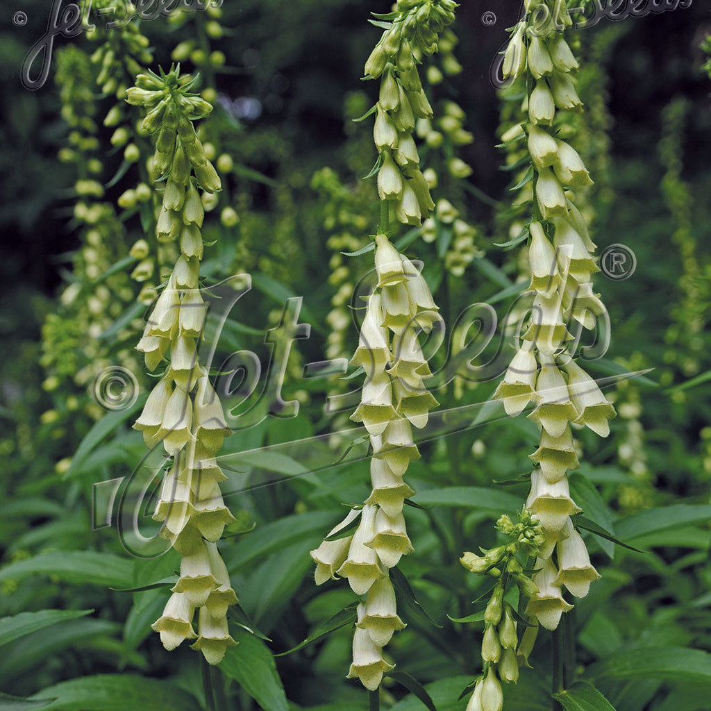 Digitalis lutea 1G
