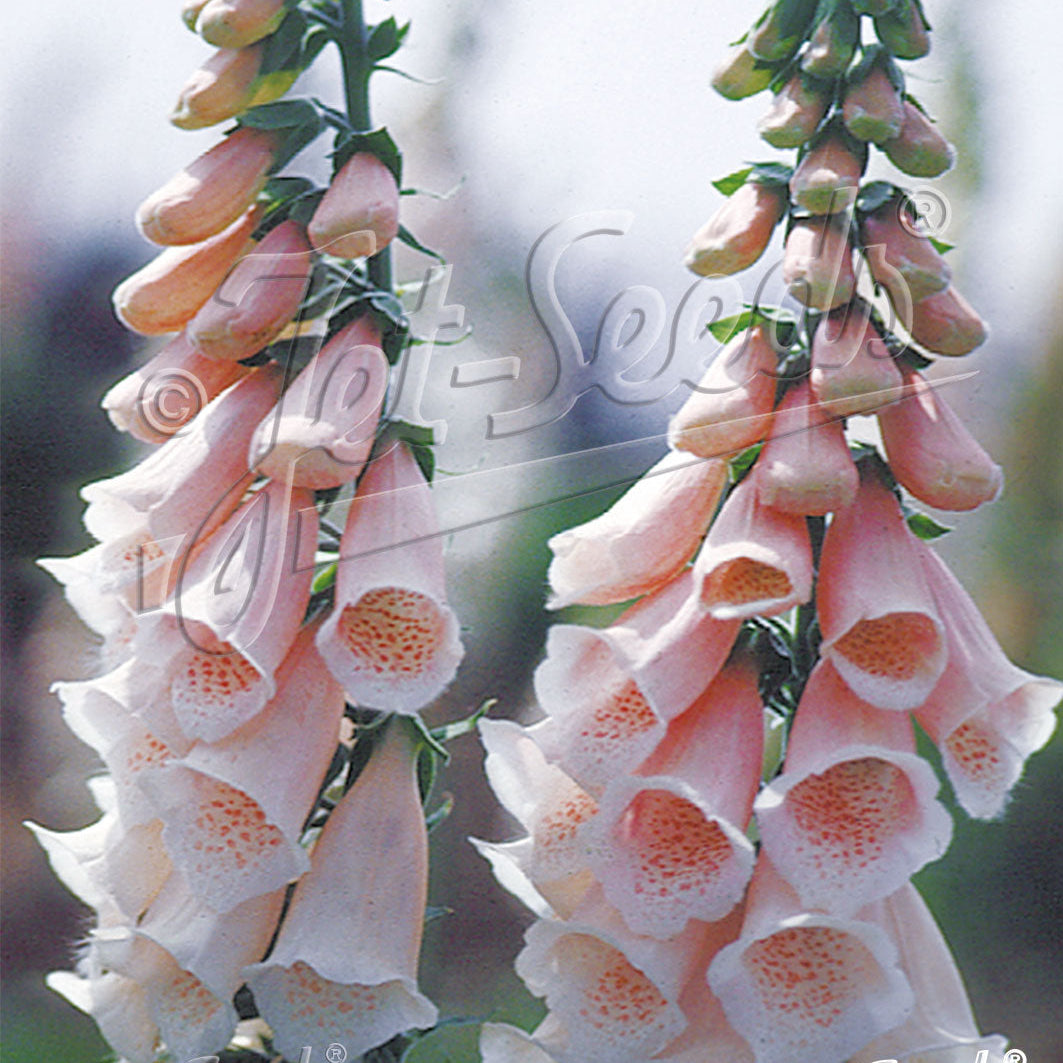 Digitalis purpurea Apricot Beauty 1G