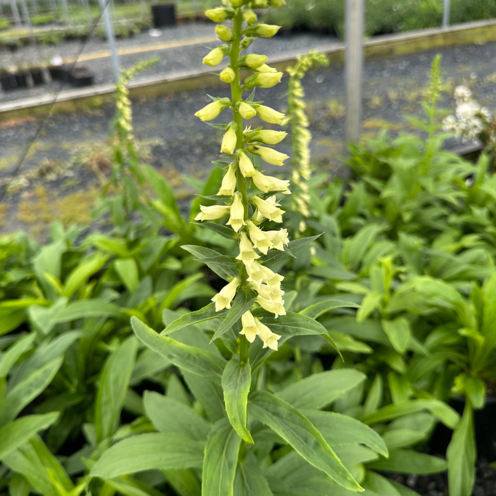 Digitalis lutea 1G