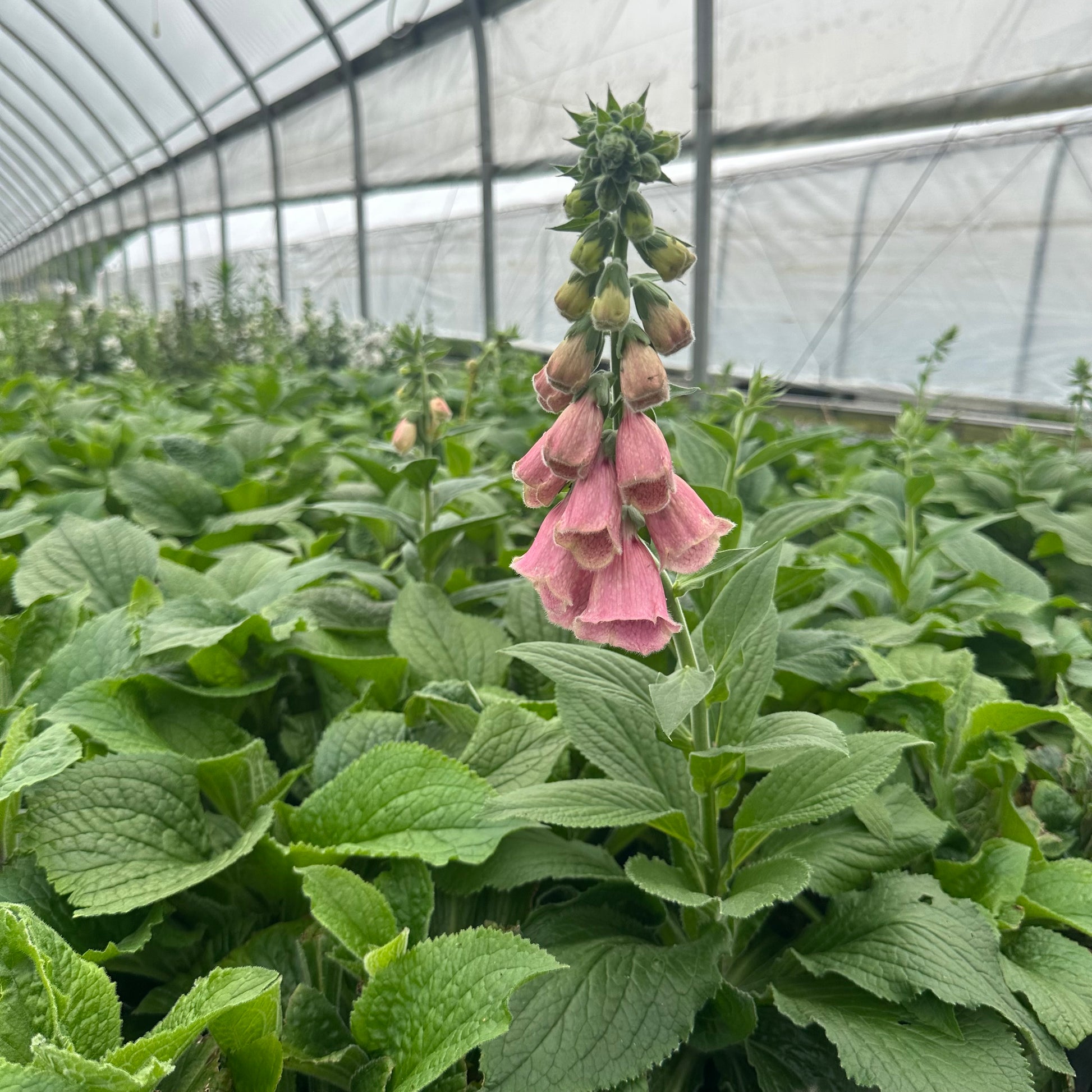 Digitalis x mertonensis Strawberry Foxglove 1G