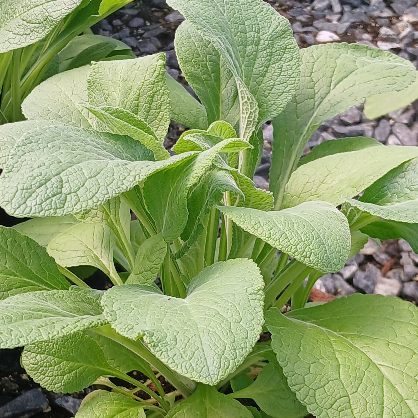 Digitalis purpurea Apricot Beauty 1G