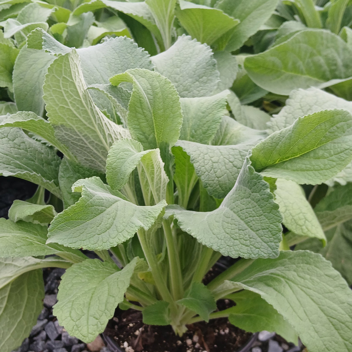 Digitalis purpurea ssp. heywoodii Pink Champagne 1G