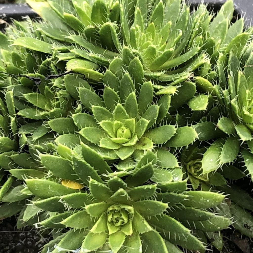 Draba aizoides 3.25"