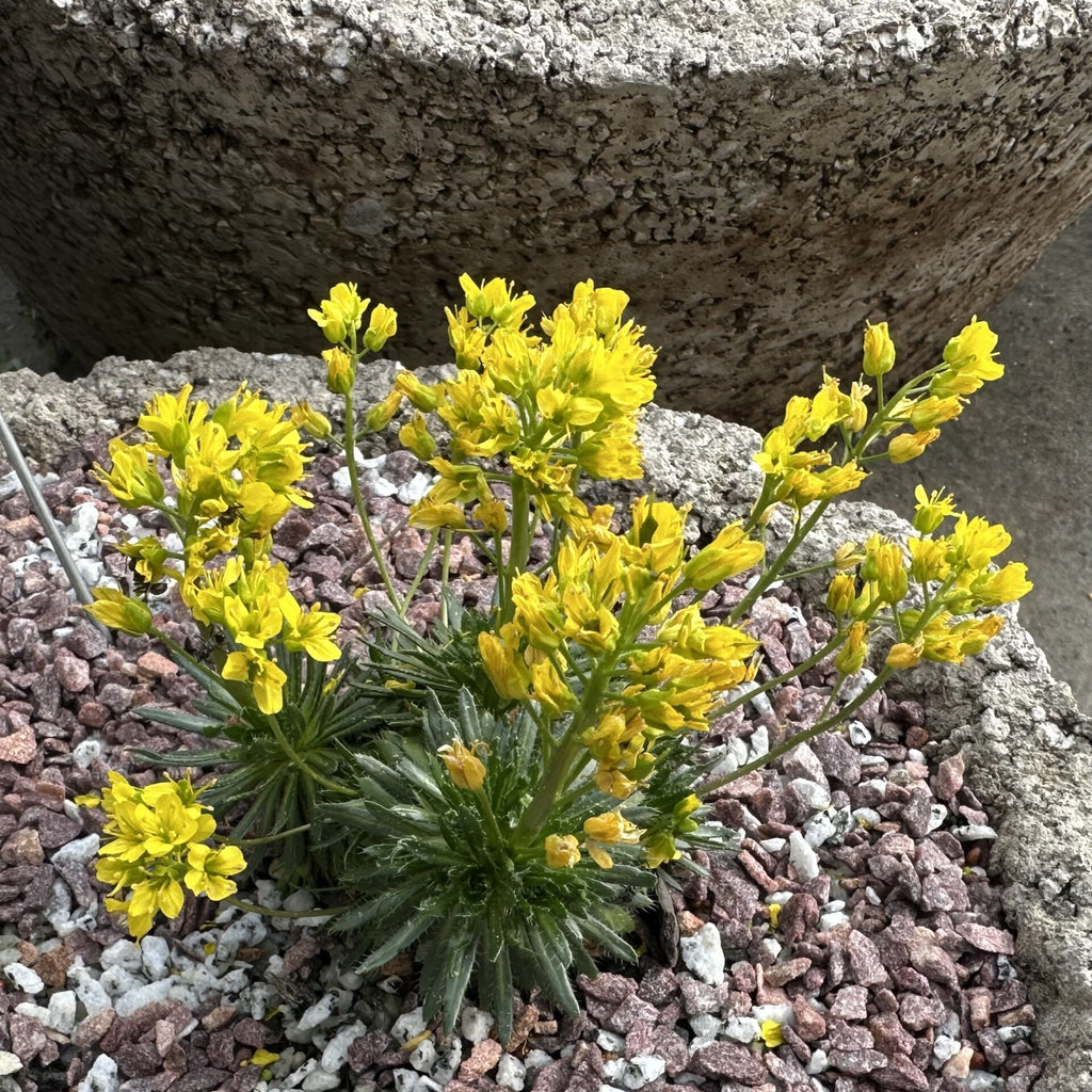 Draba aizoides 3.25"