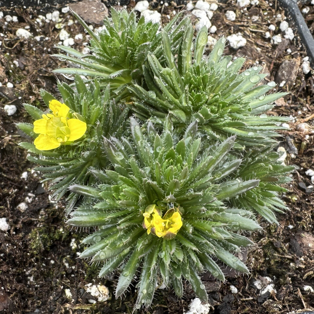 Draba aizoides 3.25"