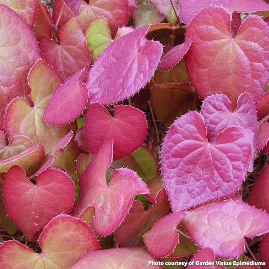 Epimedium sempervirens Passion Hearts 2.5"