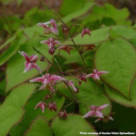 Epimedium x rubrum Sweetheart 2.5"